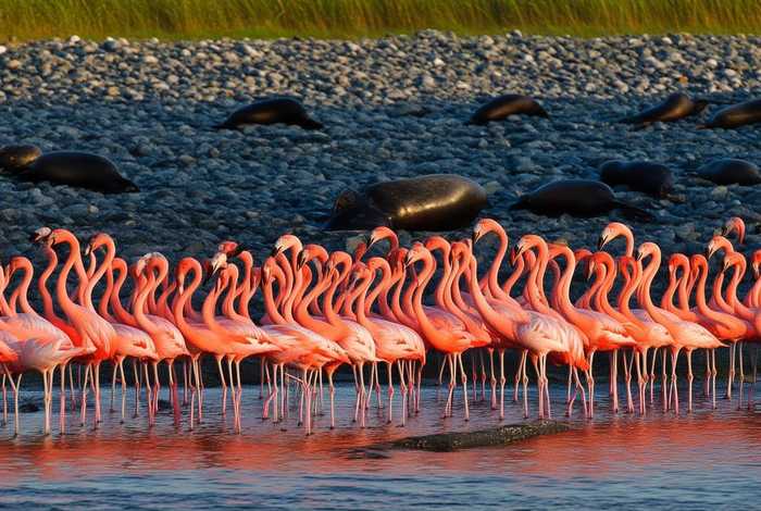 火烈鸟生活在哪里?海豹在哪里? 火烈鸟生活在哪里?海豹在哪里呢 火烈鸟生活在哪里?海豹在哪里? 火烈鸟生活在哪里?海豹在哪里呢