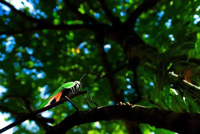 蝉生活时段、蝉生活时间