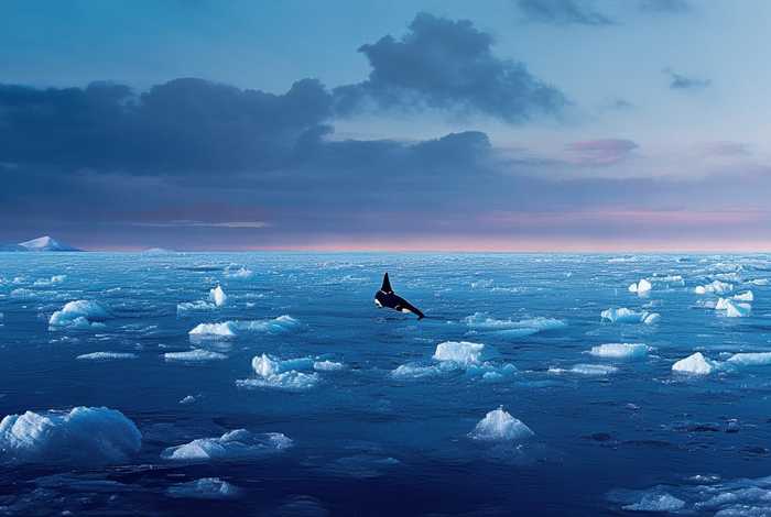 虎鲸主要生活在哪里 - 虎鲸主要生活在哪里呢