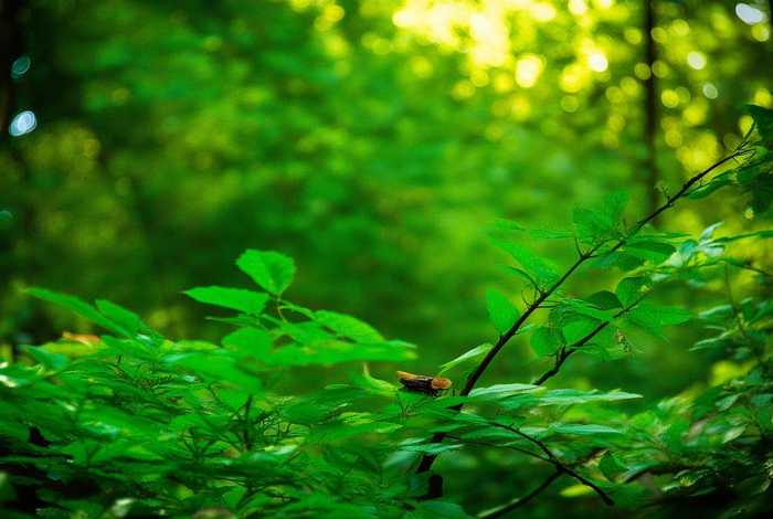 蝉生活 蝉生活在哪里 蝉生活 蝉生活在哪里