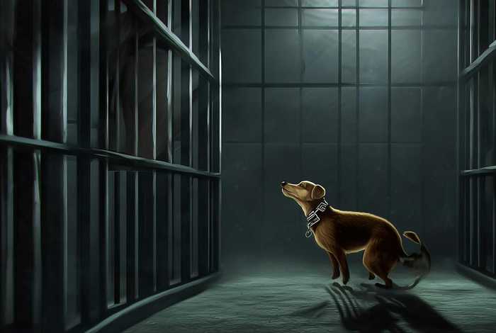 监狱生活rpg宠物怎么得（监狱生活rpg宠物怎么得的）