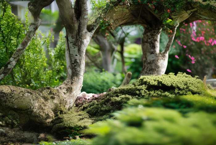 斑鸠生活条件、斑鸠生活条件是什么 斑鸠生活条件、斑鸠生活条件是什么