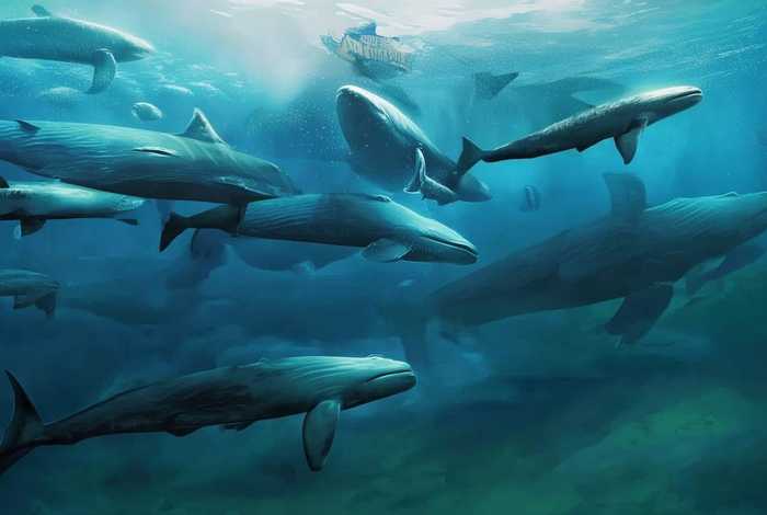 多鲸生活倒闭了吗(多鲸生活可信吗) 多鲸生活倒闭了吗(多鲸生活可信吗)