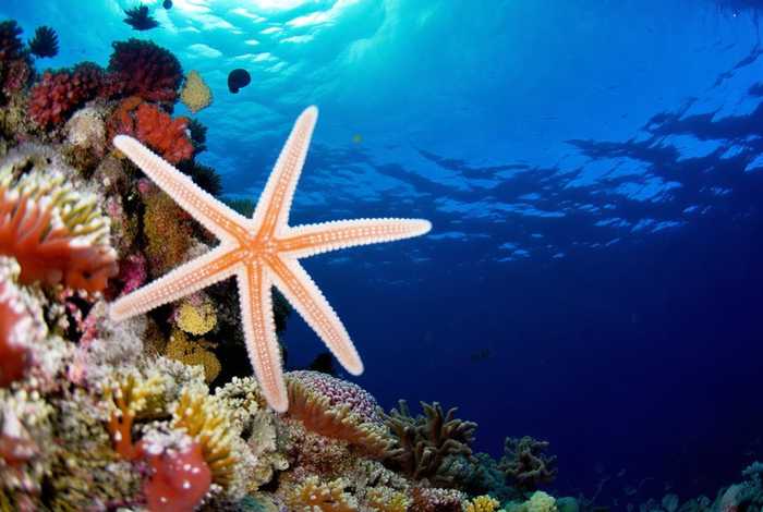 海星生活在哪里画出来的、海星生活在哪里画出来的图片