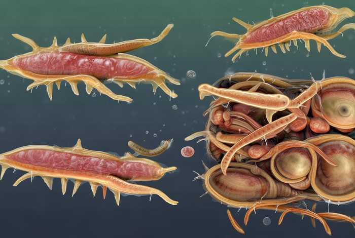 肝吸虫的生活史示意图、肝吸虫的生活史示意图图片