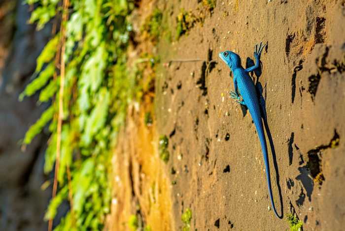 壁虎的生活环境有哪些特点 壁虎的生活环境有哪些特点呢