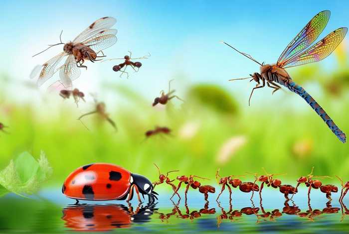 昆虫的生活习性（昆虫的生活特征）