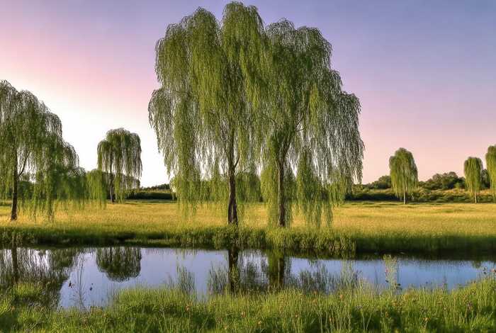 柳树的生活环境是什么 柳树的生活环境是什么样的呢