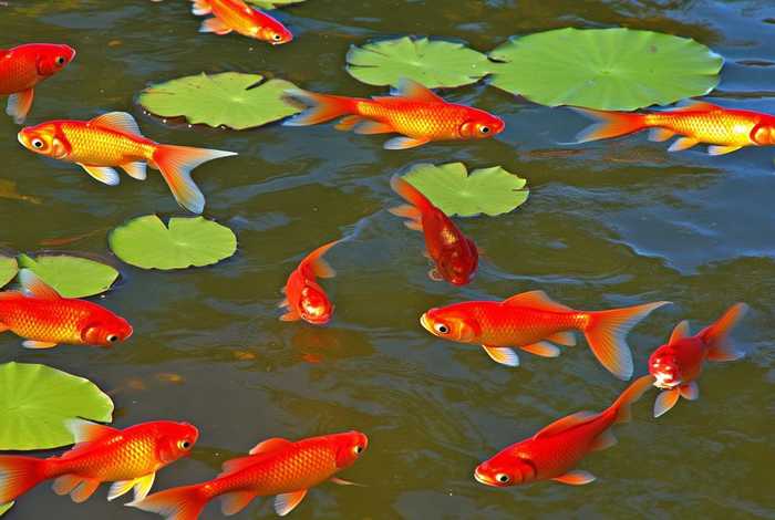 金鱼的生活习惯是什么，金鱼的生活特征是什么