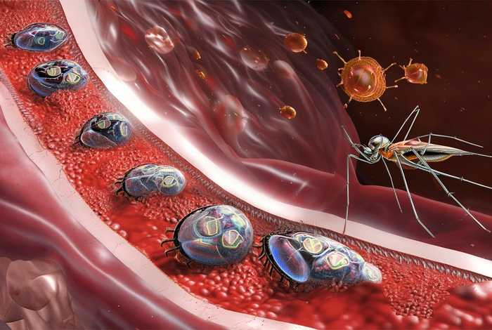 间日疟原虫生活史周期 论述间日疟原虫的生活史,危害及防治原则