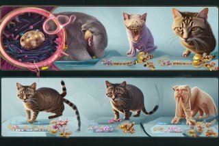 弓形虫的生活史视频；弓形虫的生活史视频教学