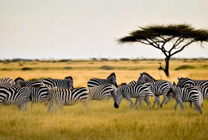 斑马生活在什么地方 斑马主要生活在什么地方 斑马生活在什么地方 斑马主要生活在什么地方