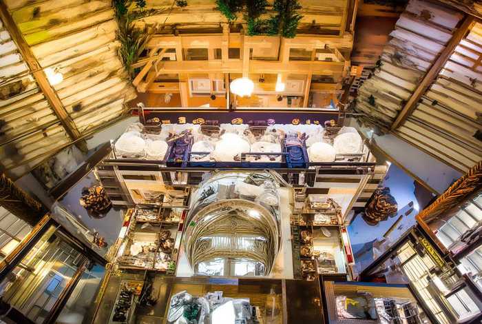 蜂鸟生活在我国哪些地区、蜂鸟生活在我国哪些地区最多