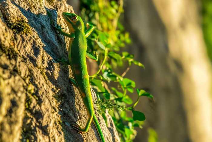 壁虎的生活环境和特征有哪些(壁虎的生活环境和特征有哪些呢) 壁虎的生活环境和特征有哪些(壁虎的生活环境和特征有哪些呢)