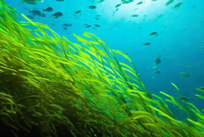 海带的生活环境（海带的生活环境及特点）