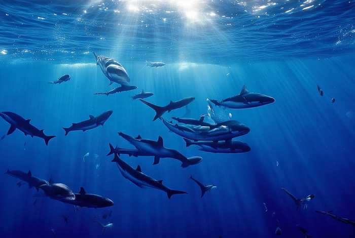 虎鲸的生活环境 虎鲸的生活环境是什么 虎鲸的生活环境 虎鲸的生活环境是什么