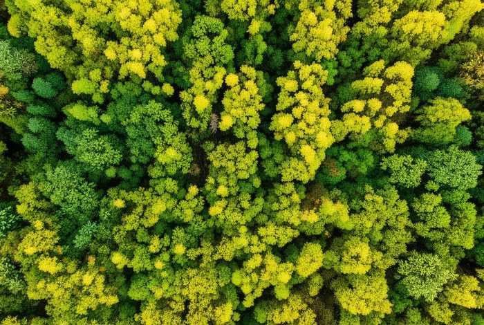 画眉鸟的生活习性的介绍、画眉鸟的生活方式