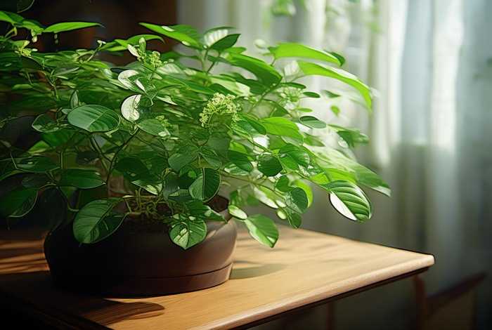 吊兰的生活习性与管理（吊兰的生活条件）