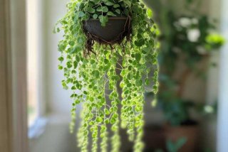 吊兰习性 - 吊兰有什么特性