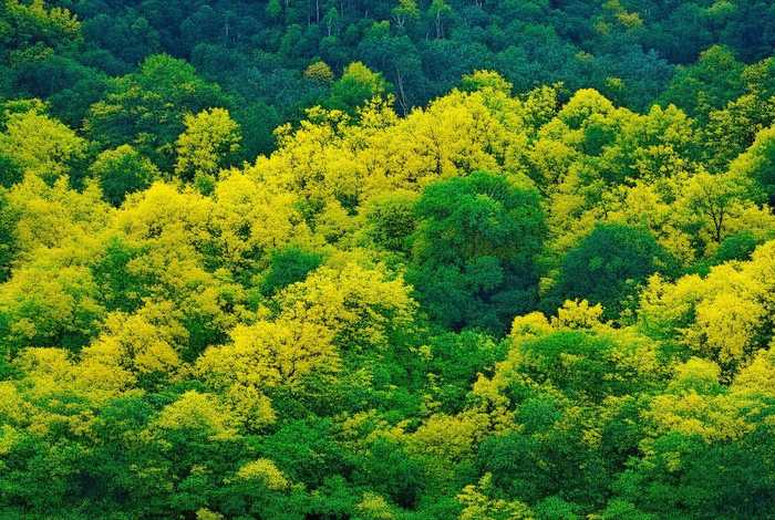 画眉鸟的生活习性的介绍、画眉鸟的生活方式
