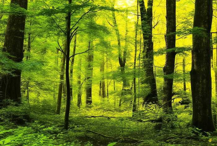 画眉鸟的长处、画眉鸟的长处有哪些