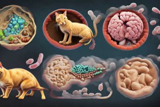 弓形虫的生活史是什么 - 弓形虫的生活史是什么样的