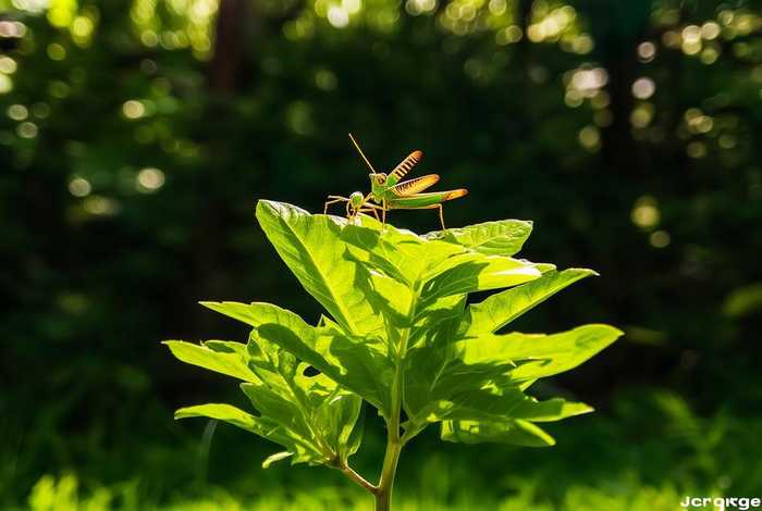 蝈蝈生活在什么植物上（蝈蝈生活在什么植物上面）