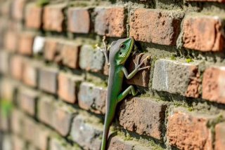 壁虎的特征和生活方式（壁虎的特征和生活方式图片）