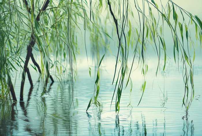 柳树生活习性和特点、柳树的生活特点是什么