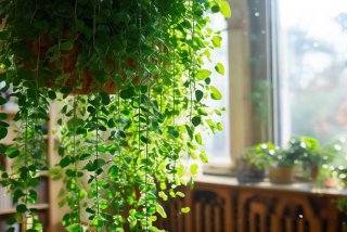 吊兰的生活环境怎么样；吊兰的生活环境怎么样呢