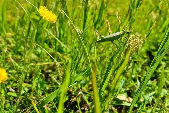 蚂蚱的生活环境及食物 - 蚂蚱的生活环境及食物有哪些 蚂蚱的生活环境及食物 - 蚂蚱的生活环境及食物有哪些