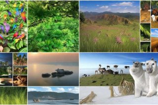 动物生活在哪些环境里视频（动物生活在哪些环境里视频讲解）