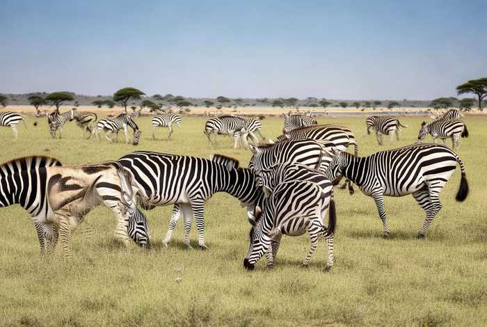 斑马的生活特征、斑马的生活特征和生活方式