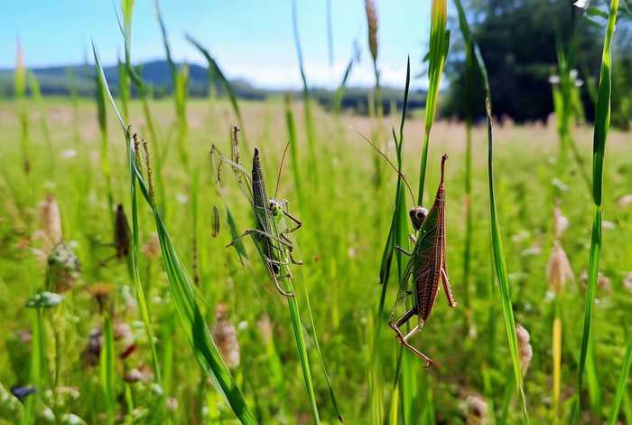 蚂蚱生活环境和介绍 蚂蚱生活环境和介绍作文