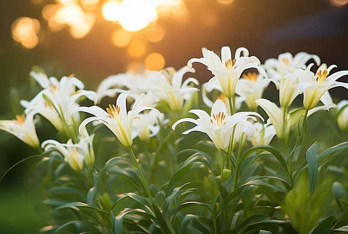 百合解决生理问题 - 百合解决生理问题是什么