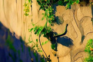 壁虎的生活环境简笔画，壁虎的生活环境简笔画图片