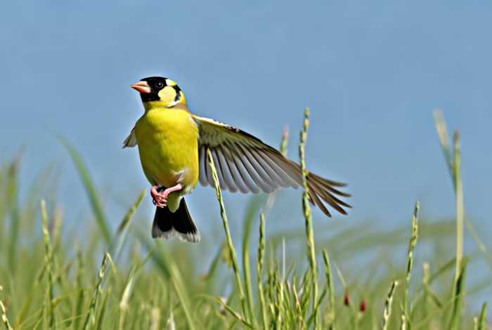 百灵鸟的生活特点是什么、百灵鸟的生活特点是什么呢