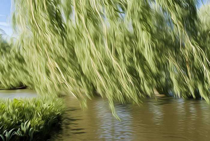 柳树的生活环境和生物特征 - 柳树的生活环境和生物特征图片