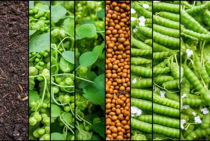 毛豆的生长过程六个时期；毛豆的生长过程六个时期图片