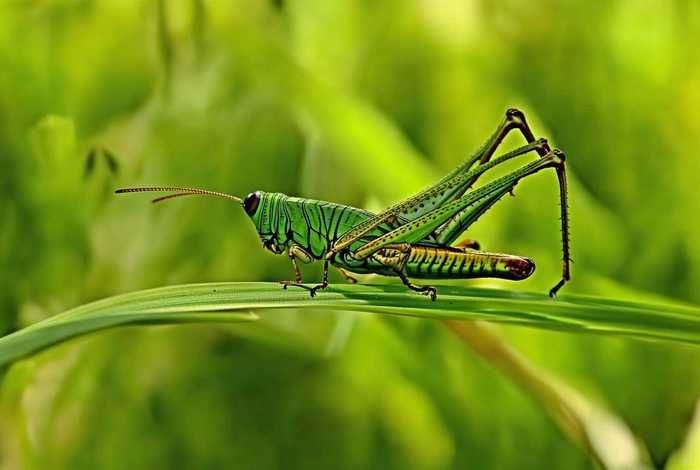 蚂蚱的生活环境和主要特征(蚂蚱的生活环境和主要特征是什么) 蚂蚱的生活环境和主要特征(蚂蚱的生活环境和主要特征是什么)