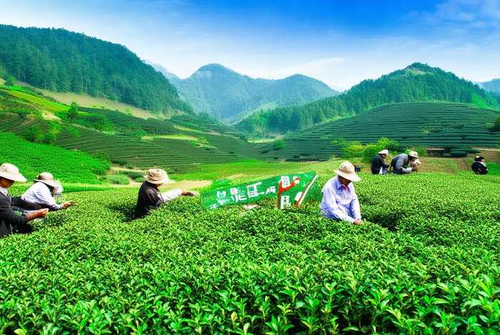 茶本优生活、福建省茶本生态农业发展有限公司 茶本优生活、福建省茶本生态农业发展有限公司