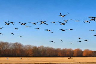大雁生活在哪里呢（大雁生活在哪里呢视频）
