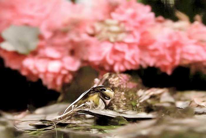 猴子的生活特征；猴子的生活特征是什么