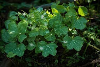 地钱是什么样 - 地钱是什么样的植物