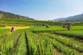 巴基斯坦农村种地、巴基斯坦的农业都种的什么