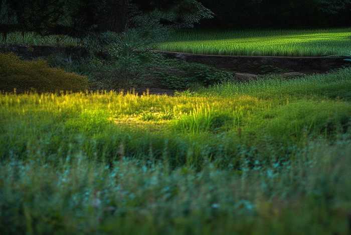 斑鸠的叫声(斑鸠的叫声 播放) 斑鸠的叫声(斑鸠的叫声 播放)