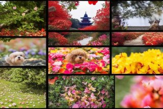 布谷的照片、布谷的图片