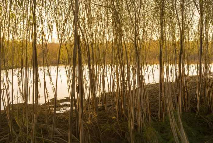 柳树的生活环境特点，柳树的生活环境特点有哪些