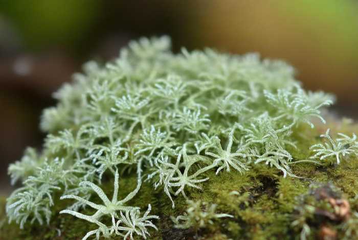 葫芦藓的构成（葫芦藓的构成部分是哪些）