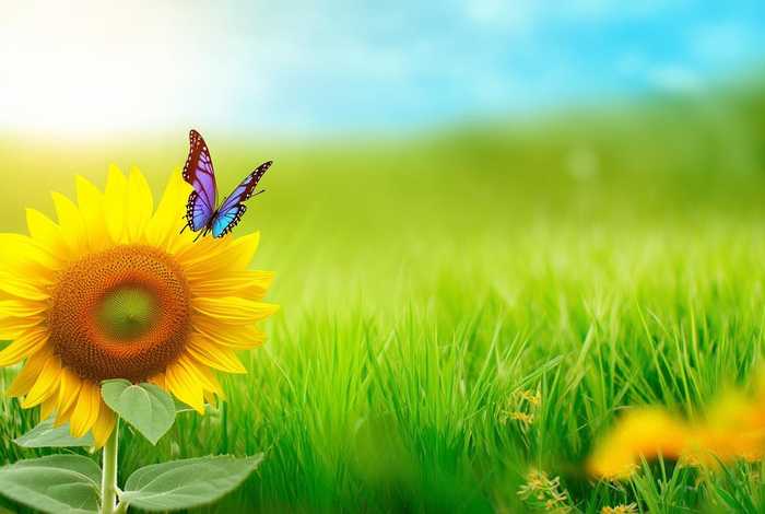 比喻向往美好生活的成语、比喻向往美好生活的成语有哪些